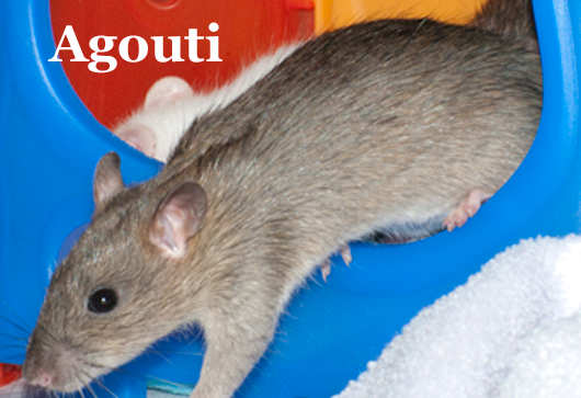 Agouti