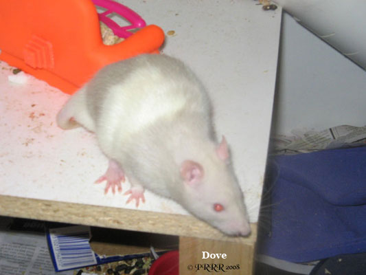 dove