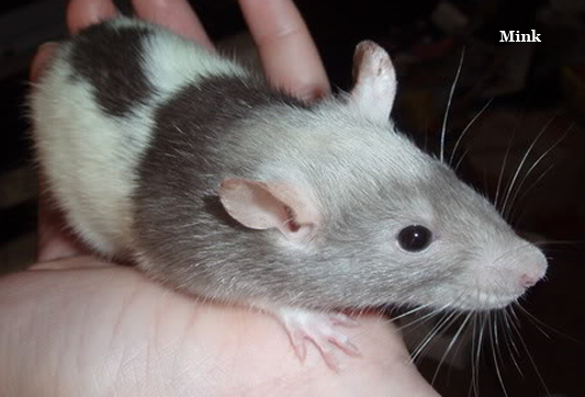mink
